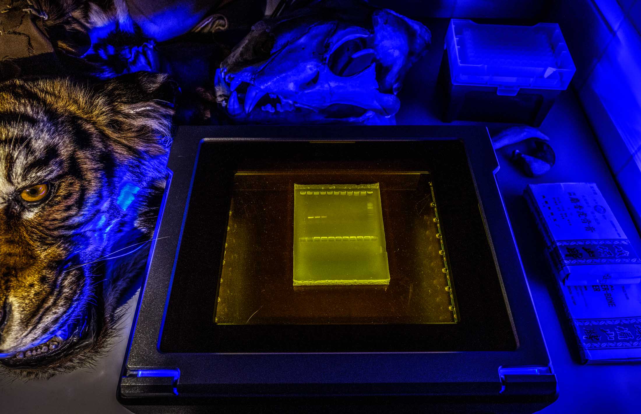 ©Britta Jaschinski WILDLIFE DNA - MOLECULAR LAB - The DNA sequencing machine lights up to indicate it’s in progress, as it determines a species’ identity from seized material. DNA testing at the molecular laboratory, in which confiscated wildlife products and the species of derivative items are determined and registered. The information is stored in a global data bank. The investigative questions to address in relation to the identification of animals and plants, or their parts and derivatives, can generally be categorised into five groups, concerning: the species involved, geographic origin, captive or cultivated, age of specimen. The Leibniz Institute for the Analysis of Biodiversity Change (LIB), Hamburg, Germany, Europe