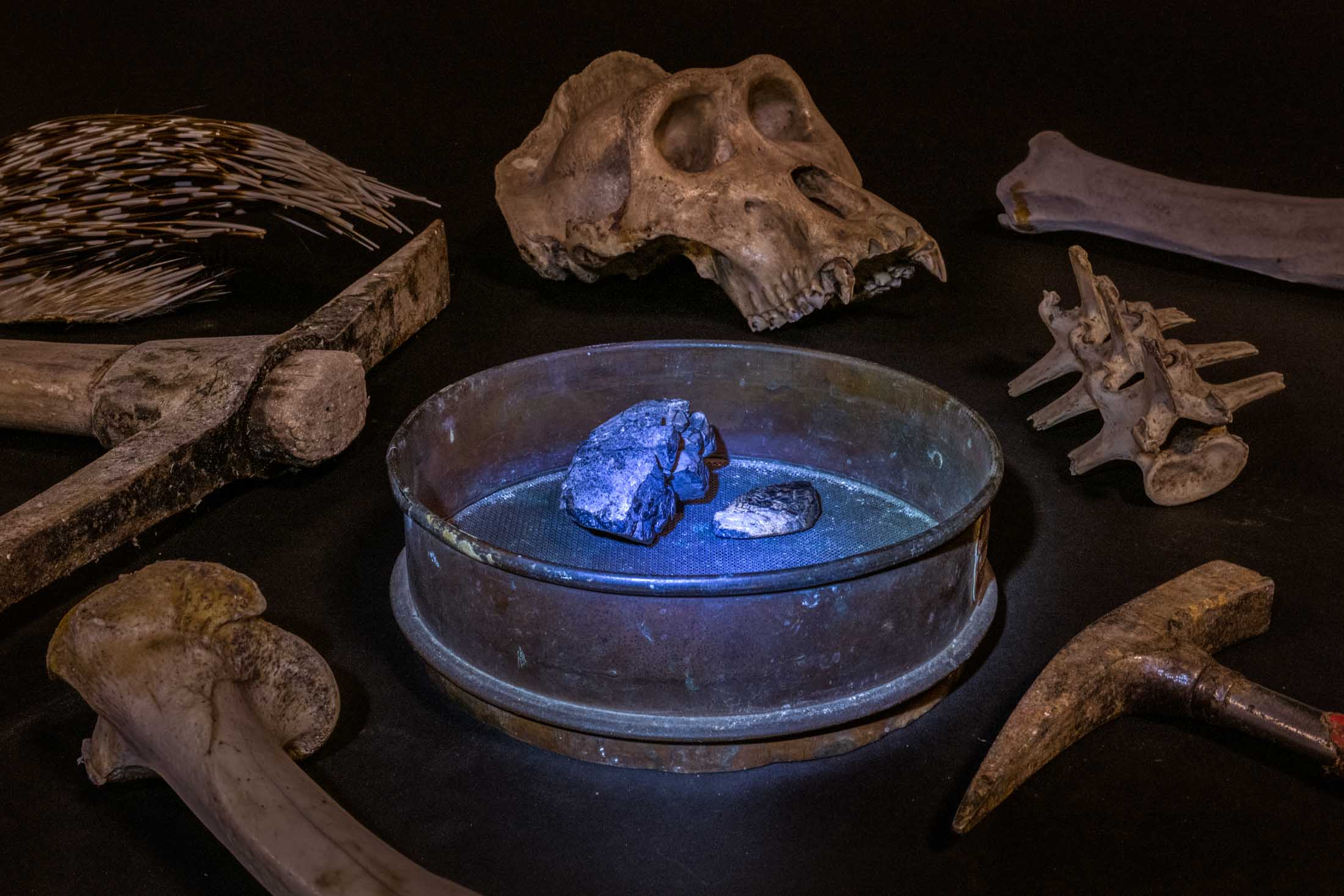©Britta Jaschinski COLTAN MINING & WILDLIFE TRADE - Glowing, in blue torch light, coltan, a metallic ore is a component of phone and laptop batteries. Surrounded by mining tools and the remains of one animal mostly affected by the industry: a gorilla skull, vertebrae, leg bone. Coltan is extracted from the riverbeds of the Democratic Republic of the Congo by poorly paid miners who hunt wild animals for food. This threatens the future of the country’s gorillas and has led to an increased risk of viruses jumping to humans. Scientist believe that the consumptions of nonhuman primates is most likely to be the source of the HIV, the Ebola virus and monkeypox. Beyond this tragic development, entire gorilla families and communities are wiped out to steal young gorillas to serve as pets for the exotic pet trade. The Leibniz Institute for the Analysis of Biodiversity Change (LIB), Hamburg, Germany, Europe