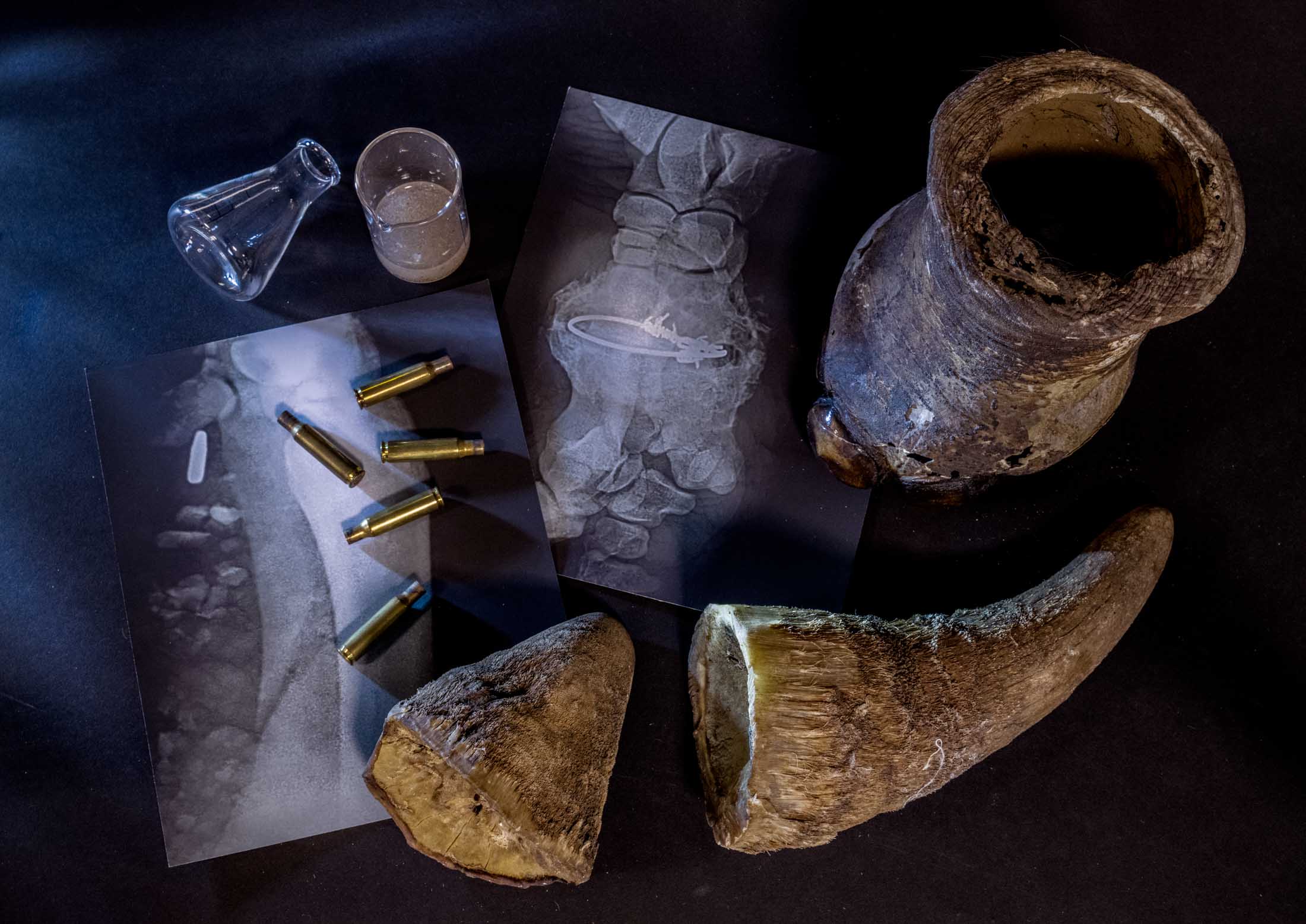 ©Britta Jaschinski THE EVIDENTIAL PIECES OF A TRADE - Rhino horns are brutally removed after the animals are immobilised - shot or snared. The tools of the rhino trafficking trade include high-caliber bullets and leg snares (seen here on x-rays)—and even occasional fake horns to trick buyers. A jar (upper right) is made from a rhino calf’s foot, while a glass beaker holds a confiscated liquid, yet to be tested, sold on the black market as medicine. One X-ray shows a bullet lodged in the leg of a rhino, the other reveals the snare that became embedded in the leg of a juvenile. Rhino horn is used in traditional Chinese medicine, but consumption is also about wealth and status. Rhino horn is used in TCM and to be drunk as an aphrodisiac, or to treat rheumatism, gout, even a hangover. Others believe rhino horn cures cancer.&nbsp; Some parts of the rhino are ornamental and sold as souvenirs. The X-RAYS were donated by vet Dr Johan Marais. The Leibniz Institute for the Analysis of Biodiversity Change (LIB), Hamburg, Germany, Europe
